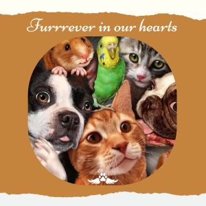 pet candle of remembrance (300 × 300 px)