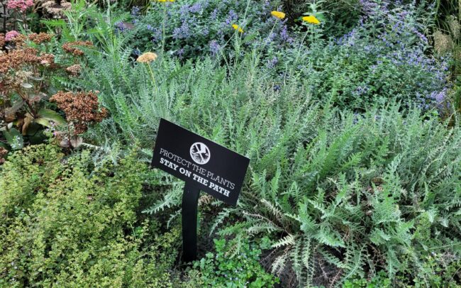 Photo of native plants in one of the flowerbeds at the High Line. They include ferns, grasses, and purple, pink, and yellow flowers.