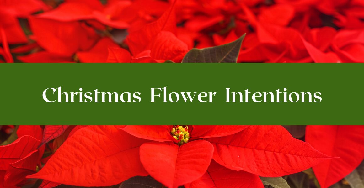 Christmas Flower Intentions. Photo of poinsettias.